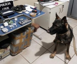 Cão farejador ajuda polícia a encontrar drogas em Picos