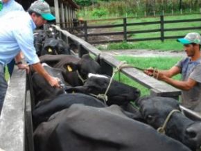 Governador divulgará índices da campanha contra a aftosa no Piauí