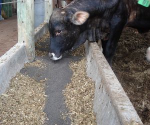 Girassol é alternativa para alimentar animais no PI, segundo a Embrapa