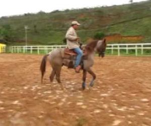Adestrador de cavalos é preso suspeito de estuprar 3 crianças na capital