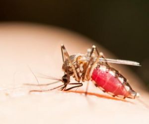 PI tem 37 cidades em alerta ou risco para dengue, zika e chikungunya, diz Ministério