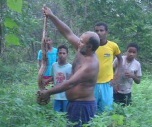 Cobra jiboia é encontrada dentro de residência em Floriano
