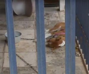 Bandido dopa cãozinho para furtar loja de som em Teresina