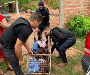 Polícia Civil apreende galos em rinha durante operação