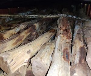 Motorista tenta fugir com mais de R$ 200 mil em madeira ilegal