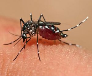 Chikungunya aumenta 115% no Piauí e dados preocupam Sesapi