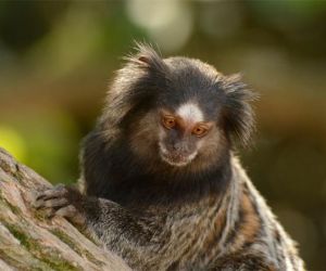 FMS investiga se macacos morreram por febre amarela em Teresina
