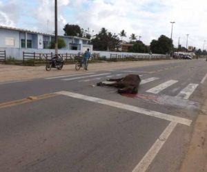 Acidente envolvendo animal na BR-316 deixa um ferido na zona Sul de Teresina