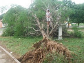 Forte ventania arrancou árvores e placas em Floriano