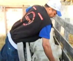 Adapi inicia prevenção contra febre aftosa com menos animais a ser vacinados