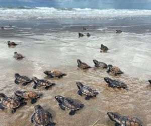Família registra nascimento de 63 tartarugas marinhas no litoral do Piauí