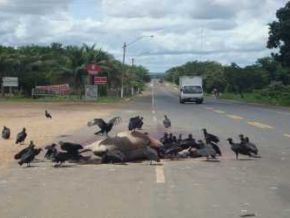 Animal morto e estendido na pista representa perigo na BR em Floriano