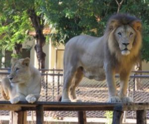 Requalificação do Zoobotânico vai simular habitat nativo nos recintos dos animais
