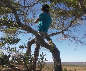 Dia do Estudante: alunos sobem em árvore em cima de morro para assistirem a aulas remotas no Piauí