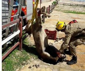 Jumento cai em buraco de 3 metros e é resgatado no litoral piauiense