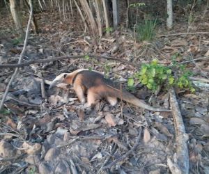 Guarda municipal resgata filhote de tamanduá na Zona Leste de Teresina