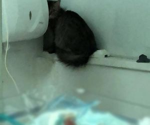 Polícia investiga se foto de gato em maternidade foi montagem