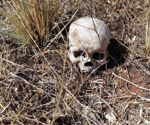 Ossada humana é encontrada na zona rural de Itaueira