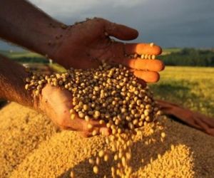 Queda na produção de grãos do Piauí preocupa autoridades e produtores