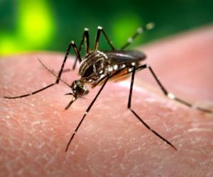 Estado do Piauí reduz número de casos de dengue