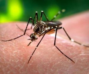 No Piauí, 89 cidades são obrigadas a fazer levantamento sobre Aedes