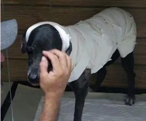Cadela com 50% do corpo queimado em Teresina será adotada por Zezé di Camargo