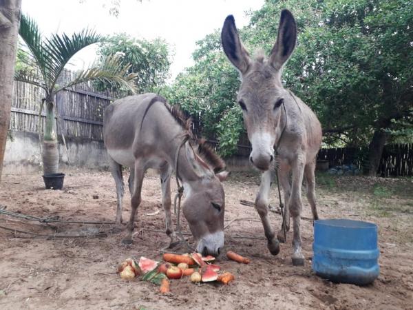 Alguns animais que sobreviveram foram resgatados e est&atilde;o sendo tratados.(Imagem:Arquivo pessoal)