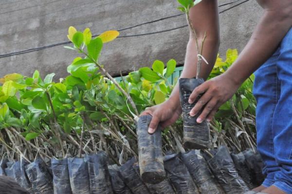 Governo vai distribuir 200 mil mudas de caju à agricultores piauienses