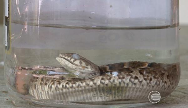Dona de casa encontra serpente em alface na hora de preparar salada