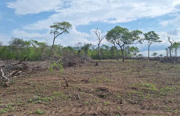 Desmatamento recua quase 60% no Piauí, maior redução entre estados com cerrado