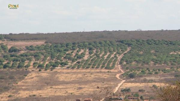 Planta&ccedil;&otilde;es de caju em Santo Ant&ocirc;nio de Lisboa, no Piau&iacute;.(Imagem:Reprodu&ccedil;&atilde;o/TV Clube)