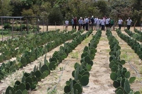 Projeto transformou a vida de 36 mil fam&iacute;lias de agricultores em 89 munic&iacute;pios do semi&aacute;rido no Piau&iacute;(Imagem:Reprodu&ccedil;&atilde;o)