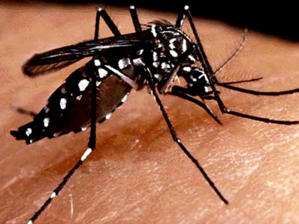 Número de casos de dengue no Piauí reduz 68% em 2016, diz Sesapi
