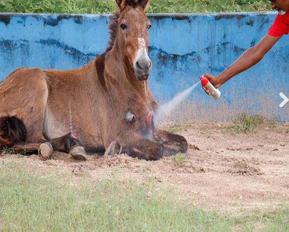 Cavalo esfaqueado comove moradores no Grande Dirceu