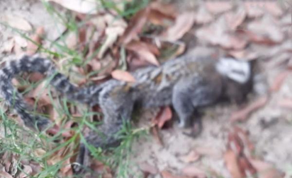 Macacos são encontrados mortos em Floriano