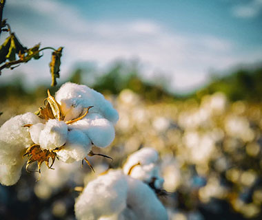 Produção de algodão no Piauí deve crescer mais de 100% neste ano
