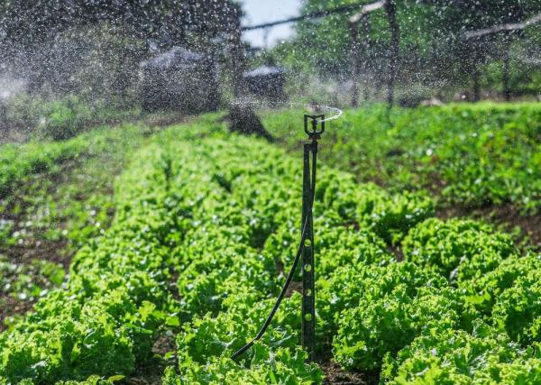 Sistemas de irrigação distribuídos pela SAF beneficiam mais de 2,6 mil famílias de agricultores.(Imagem:Divulgação)