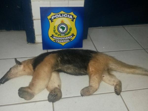 Homem que transportava tamanduá- bandeira é preso em Floriano