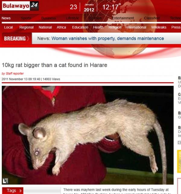 Rato pesaria cerca de 10 quilos.(Imagem: Reprodu&ccedil;&atilde;o)