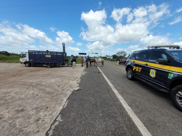 Em menos de 24h, mais 12 animais soltos às margens de rodovias do PI são apreendidos pela PRF