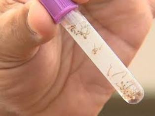 Cresce o número de casos de dengue e saúde do Piauí está em alerta