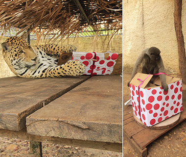 Animais do Zoobotânico ganham "presentes e ceia" de Natal