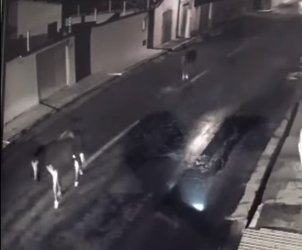 Cavalo solto provoca acidente na Rua Padre Uchôa, em Floriano