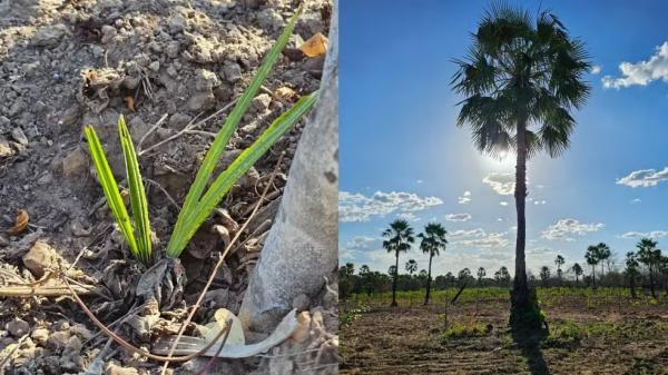 Projeto testa cultivo de carna&uacute;ba com alimentos para ampliar renda de fam&iacute;lias no Piau&iacute;.(Imagem:Jessika Sampaio)
