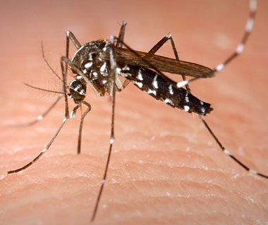 Período de chuvas requer mais atenção contra o mosquito Aedes aegypti