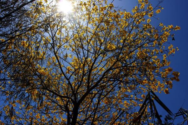 Primavera no Piauí terá altas temperaturas e umidade de deserto, diz meteorologista