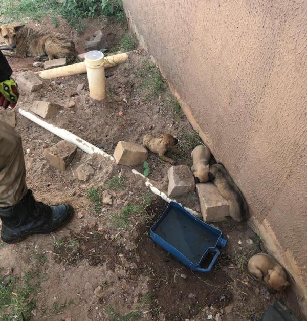 Filhotes e a m&atilde;e foram achados no canto de um muro do terreno onde havia o inc&ecirc;ndio. (Imagem:Divulga&ccedil;&atilde;o/Corpo de Bombeiros)