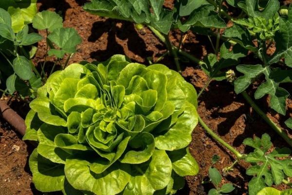 Lei de inspeção vegetal é regulamentada no Piauí