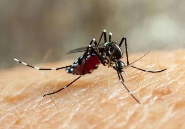 Idosa morre vítima de dengue no Piauí; 5ª morte registrada em 2024