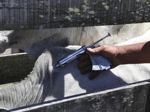 Ainda em greve, Adapi teme queda no índice de vacinação contra aftosa